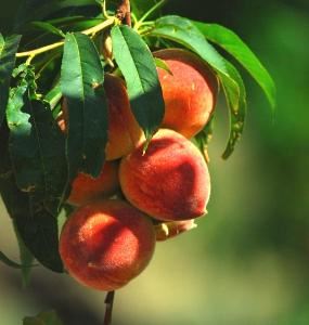 Georgia Peach